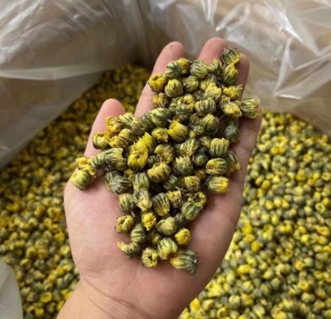 新货胎菊散装菊花胎菊 胎菊王桐乡特级新货农副产品亳州中药材